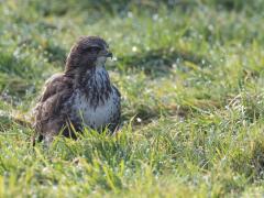 Buizerd 20170206 Zundert De Pannenhoef