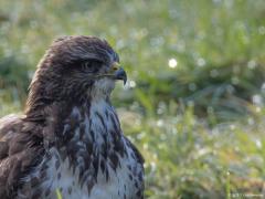 Buizerd 20170206 Zundert De Pannenhoef