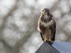 Buizerd 20170206 Zundert De Pannenhoef