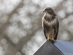 Buizerd 20170206 Zundert De Pannenhoef