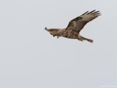 Buizerd 20170217 Zeeland Plompe toren