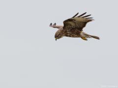 Buizerd 20170217 Zeeland Plompe toren