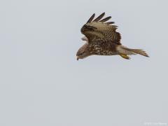 Buizerd 20170217 Zeeland Plompe toren