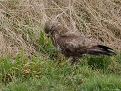 Buizerd 20170217 Zeeland Plompe toren