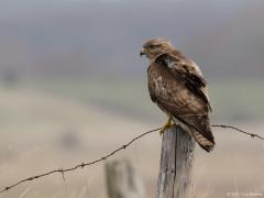 Buizerd 20170217 Zeeland Plompe toren