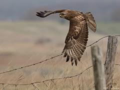 Buizerd 20170217 Zeeland Plompe toren