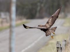 Buizerd 20170217 Zeeland Plompe toren