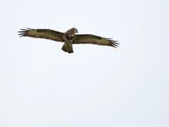 Buizerd 20170306