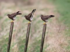 20170308 Buizerd Deze buizerd had kennelijk deze dag al wat eiwitten tot zich genomen. Voor vertrek worden vaak wat restanten geloosd, vliegt immers weer wat makkelijker zo met weer wat minder gewicht om mee te nemen.