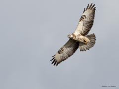 20190201 Buizerd De buizerd bij de oude Groko liet zich goed zien, kon hem in verschillende poses fotograferen. Ik zag niet dat ie een prooi had, waarschijnlijk ging het om regenwormen? In de lucht is het steeds een prachtig gezicht deze grote vogel vind ik.