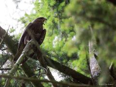 20190626 Buizerd Zo heel af en toe heb je zo'n domme schreeuwlelijk van een buizerd die je perse wil laten weten dat ie in de buurt een nest heeft. Soms komt ie dan best dichtbij om zijn bek ver open te zetten en je toe te schreeuwen. Sommigen worden er een beetje bang van, ikzelf vind het wel handig dat ie zich zo verraad.