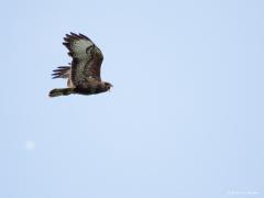 20190626 Buizerd Zo heel af en toe heb je zo'n domme schreeuwlelijk van een buizerd die je perse wil laten weten dat ie in de buurt een nest heeft. Soms komt ie dan best dichtbij om zijn bek ver open te zetten en je toe te schreeuwen. Sommigen worden er een beetje bang van, ikzelf vind het wel handig dat ie zich zo verraad.