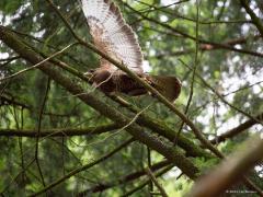 20190626 Buizerd Zo heel af en toe heb je zo'n domme schreeuwlelijk van een buizerd die je perse wil laten weten dat ie in de buurt een nest heeft. Soms komt ie dan best dichtbij om zijn bek ver open te zetten en je toe te schreeuwen. Sommigen worden er een beetje bang van, ikzelf vind het wel handig dat ie zich zo verraad.