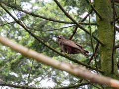 20190626 Buizerd Zo heel af en toe heb je zo'n domme schreeuwlelijk van een buizerd die je perse wil laten weten dat ie in de buurt een nest heeft. Soms komt ie dan best dichtbij om zijn bek ver open te zetten en je toe te schreeuwen. Sommigen worden er een beetje bang van, ikzelf vind het wel handig dat ie zich zo verraad.