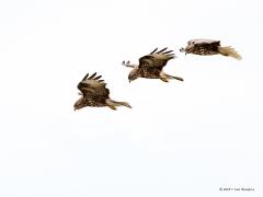 20170310 Buizerd Je ziet het niet zo vaak maar niet alleen een torenvalk kan bidden in de lucht, de buizerd doet dat ook wel eens. Ik kwam er een biddend tegen en maakte een aantal foto's ervan die ik hier achtereen toon zodat de verschillende vleugelslagen te zien zijn terwijl de buizerd reikhalzend zijn prooi tegemoet kijkt.