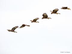 20170310 Buizerd Je ziet het niet zo vaak maar niet alleen een torenvalk kan bidden in de lucht, de buizerd doet dat ook wel eens. Ik kwam er een biddend tegen en maakte een aantal foto's ervan die ik hier achtereen toon zodat de verschillende vleugelslagen te zien zijn terwijl de buizerd reikhalzend zijn prooi tegemoet kijkt.