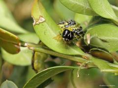 20180918 Buxusmot Is het steenuiltje een zeer graag geziene gast in onze tuin, precies andersom is dat met deze rups. Dit is namelijk de rups van de buxusmot. Meerdere scharrelden er dezer dagen rond in een tweetal buxusstruiken bij ons in de tuin. Heb die struiken inmiddels in de kliko moeten doen, wat er nog van over was wel te verstaan. De buxusmot komt uit Japan, Zuid-Korea, China. Vermoedelijk is deze nachtvlinder rond 2005 in Duitsland geïntroduceerd via import van Buxus uit Azië. In 2007 werd hij ook