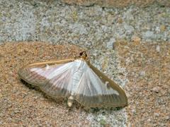 20170627 Buxusmot Dit is een nachtvlinder uit de familie van de grasmotten (Crambidae) die eigenlijk niet in ons land hoort en dan ook zeer ongewenst is omdat het een plaag in onze tuinen kan worden. Hij komt af op licht, zoals hier bij onze buitenlamp. De vleugels van de mot hebben een semi transparante witte kleur. De mot heeft een spanwijdte van ongeveer 4 cm. De rupsen worden ongeveer 4 cm groot en zijn fel groen met een zwarte kop en zwarte en lichte lengtestrepen. De pop is aanvankelijk fel groen met 