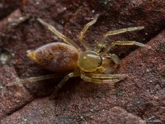 20170518 Bonte zakspin Dit kleine spinnetje, slechts ca. 5 mm groot, vond ik tussen de rottende bladeren in de tuin. Het is een zakspin en die familie is nachtactief. Ze jagen vrij, zonder web of zo iets. Overdag kruipen ze weg in een zelf gesponnen zakje. De comta heeft een leuk donkerrood patroon op het achterlijf. Verder een standaard spin, in die zin dat er acht poten zijn en acht ogen zijn. Die ogen staan in twee rijen en zijn ongeveer even groot. Lokaal kunnen ze best veel voorkomen in naaldbossen, za