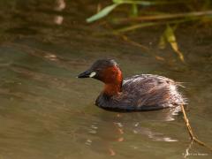 20190815 Dodaars Zomerkleed Dodaars / Tachybaptus ruficollis / 20190815