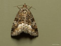 20190621 Donkere marmeruil Deze vrij kleine nachtvlinder uit de familie van de uilen met een voorvleugellengte van ca. 12 mm, heeft in de binnenrandhoek een kenmerkende grote witachtige vlek. Die vlek reikt niet tot aan de voorrand van de vleugel en wordt aan de binnenzijde begrensd door een scherpe zwarte rand. De mot komt heel algemeen voor en vliegt in 1 generatie van mei tot en met juli. Hij wil ook wel eens overdag actief zijn, je kunt hem rond deze tijd dus wel eens overdag vliegend tegen komen.