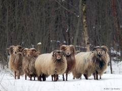 20171203 Drents heideschaap Dit groepje stoere jongens, alhoewel stoer, ze hielden best wat afstand, is soms te zien bij Huize Wallsteijn. Bij de rachelloods daar, bedoeld om hout te drogen, rusten deze rammen uit voordat ze naar de kudde op de Lange Maten gaan. Wallsteijn zelf is rond 1800 aangelegd door Frederik van de Wall, schout ofwel burgemeester van Zundert. De naam Wallsteijn is ontstaan uit de familienaam ‘Wall’ aangevuld met ‘Steijn’ om het landgoed en de eigenaar een zekere status te geven.