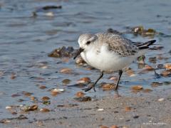 20170227 Een uniek vogeltje aan onze kusten is deze 'drieteenstrandloper' en wel omdat ie de achterteen mist, dat kleine teentje aan zeg maar de hiel ofschoon het niet echt de hiel is. Het is een doortrekker en wintergast. In de winter zijn ze grotendeels heel mooi wit, wat hem de wetenschappelijke naam "Calidris alba" opleverde. In het voorjaar worden ze overwegend diep roodbruin en trekken ze naar de Arctische broedplaatsen in Canada, Groenland, Spitsbergen en Siberië. Deze foto maakte ik bij de Brouwersd