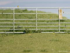 Engelse kwikstaart / Motacilla flavissima / Noordse kwikstaart / Motacilla flava thunbergi) (gewone) Gele kwikstaart (Motacilla flava / 20180510 Een foto deze week gemaakt in Zeeland in Noord Beveland langs het scheldewater. Een foto die alleen de vogelliefhebber zal aanspreken verwacht ik. En wel omdat er maar liefst drie soorten gele kwikken op staan. Zo langs het water op de dijk bij schapen kun je ze begin mei op de trek tegen komen. Op de bovenste buis is de gewone gele kwik te zien. Op de buis daarond