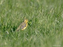 20180510 Engelse kwikstaart Beter als zo kreeg ik deze zeldzame vogel niet in beeld. Gelukkig zijn de kenmerken goed te zien. Het geel op de kop, de gele oogstreep, zijn niet te missen. Broedgevallen komen bijna alleen voor in de kuststreek, met de nadruk op de Zuid-Hollandse Bollenstreek. Het voorkomen in de Nederlandse kuststreek vormt onderdeel van het broedgebied van de Franse westkust tot in Noord-Duitsland, dat overigens getalsmatig in het niet valt bij de aantallen op de Britse Eilanden. In Nederland