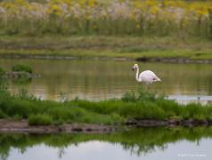 20170714 Flamingo Heel af en toe kom je in het wild een bijzondere vogel tegen. Zo vond ik in juli in Zeeland, net in Tholen, bij de Bergse sluis, deze flamingo. Ver weg, dat wel, op minstens 150 meter. Gelukkig is het een grote vogel en kon ik er met mijn 1000 mm nog iets van maken.  Alleen de Europese flamingo staat te boek als een in het wild in Nederland voorkomende soort. Ze worden wel meer gezien daar in de delta. De Europese soort is herkenbaar aan het lichtroze tot bijna witte verenkleed met dieproz