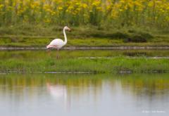 20170714 Flamingo Heel af en toe kom je in het wild een bijzondere vogel tegen. Zo vond ik in juli in Zeeland, net in Tholen, bij de Bergse sluis, deze flamingo. Ver weg, dat wel, op minstens 150 meter. Gelukkig is het een grote vogel en kon ik er met mijn 1000 mm nog iets van maken.  Alleen de Europese flamingo staat te boek als een in het wild in Nederland voorkomende soort. Ze worden wel meer gezien daar in de delta. De Europese soort is herkenbaar aan het lichtroze tot bijna witte verenkleed met dieproz