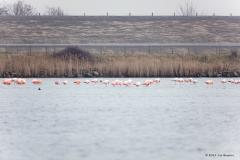 20190120 Grote flamingo Is dit niet een typisch Hollands beeld? Een flinke groep rustende grote vogels; vogels waarbij we meteen aan een warm land denken en bepaald niet aan een stevige hoge dijk zoals hier aan het Grevelingenmeer.