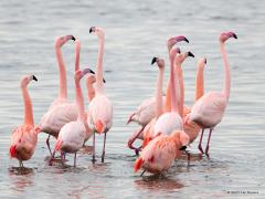 20190119 Grote flamingo Bijna veertig jaar terug ontsnapten een aantal flamingo's uit een privecollectie en die kwamen terecht in een natuurgebied net over de grens met Duitsland bij Groenloo, bij het Zwillbrocker Venn om precies te zijn. Dat ven vriest in de winter dicht en de flamingo's moeten zo 's winters op de wieken om open water en zo voedsel te vinden. Ze ontdekten dat het Grevelingenmeer voldoende zout was om niet dicht te vriezen in de winter. Gelukkig voor de flamingo's bleek het water daar ook n