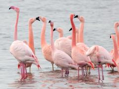 20190119 Grote flamingo Je kunt goed het verschil zien tussen de kleinere chileense flamingo en de grotere europese. Die kleine chileense heeft zwart op de snavel tot in de hoek van de snavel, heeft een korte dikke nek en heeft grijsgele poten met een rode knie. Daar in het Zwillbrocker Venn zijn allerlei vriendschappen ontstaan waardoor enkele vreemde kindjes ofwel hybriden zijn ontstaan. De hechte groep wordt door iedereen met rust gelaten, er wordt geen enkel beheer op uitgevoerd. Wel wordt alles goed bi