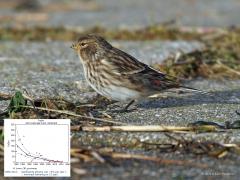 20181226 Frater Dit niet zo grote wintergastje, de lichaamslengte bedraagt ongeveer 13,5 cm, is een echt vinkje. Het lijkt wat op een onvolwassen kneu'tje. De gele snavel en roze stuit zijn bruikbare kenmerken. Om hem tegenwoordig te zien maak je de meeste kans op de waddeneilanden. Deze foto is van jaren terug in Zeeland op de Oesterdam. Het grafiekje dat ik in de foto heb gezet laat de achteruitgang zien. Het valt me vaak niet mee om niet depri te worden op vogelgebied.