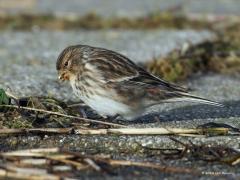 20181223 Frater Een apart vogeltje is dit fratertje, in die zin dat we hem heel weinig zien. Op de site van Vogelbescherming lees ik: fraters zijn wintergasten die hun broedgebieden voornamelijk in Noorwegen hebben. In Schotland leeft een aparte ondersoort. Bijzonder aan deze soort is de vreemde verspreiding over de wereld: de voornaamste broedgebieden liggen duizenden kilometers uiteen. Eén cluster in Noordwest-Europa, het andere tussen de Kaukasus en Centraal-Azië. Ze schrijven 'zijn wintergasten', zou da