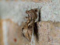 20180720 Gamma-uil Ik zie momenteel weer meerdere van deze nachtvlinders in de tuin. Gewoon overdag want deze nachtvlinders zie je best gemakkelijk al overdag. Het zijn trekvlinders, vliegen grote afstanden vanuit het Middelands Zeegebied naar o.a. hier bij ons. Knap toch met die fragiele vleugeltjes. Ze komen af op struiken met geurige bloemen om daar weer energie bij te tanken. De naam is ontleend aan de witte tekening op de vleugel, met een beetje goede wil zie ja daar een gamma in.