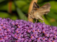 20180721 Gamma-uil Dit is ook de gamma-uil maar dan gewoon overdag in het zonnetje op de vlinderstruik, de Buddleja davidii. Een beetje apart is dat wel, immers, het is een nachtvlinder. Maar deze vlinder is een goede vlieger en heeft veel benzine nodig voor zijn vleugelmotoren. Die benzine tankt ie hier gewoon overdag in de vorm van nectar net zoals we gewend zijn van de dagvlinders. Zijn lange tong is gemaakt om diep in de bloem te kunnen prikken.