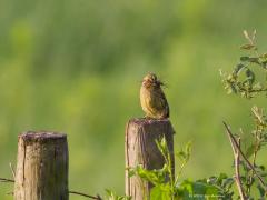 20180214 Geelgors Dit zou het compleet maken, een vrouwtje op een weipaaltje met nestmateriaal in de bek in het nieuwe gebiedje De Rondgors in De Pannenhoef. Helaas is deze foto 30 km verderop gemaakt maar soms komen droompjes uit.