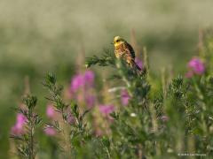 20180213 Geelgors Zou het niet leuk zijn als bijvoorbeeld hier in De Pannenhoef het mannetje van de geelgors weer zijn goed herkenbare liedje zou zingen. Moet toch kunnen, de natuur is daar er mooi genoeg voor lijkt me. Waarom zit ie er nog niet, zouden ze heel slechte migranten zijn, zouden ze te honkvast zijn, is de afstand tussen Gilze en Zundert wellicht al te groot voor hen? Zou hier uitzetten, bijvoorbeeld in de nieuwe Rondgors, een optie zijn?