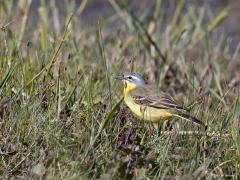 20190523 Gele kwikstaart Nog een keer een foto van de mooie gele kwikstaart. Nu eentje waar de vogel druk aan het werken is in zijn typische biotoop. Druk met verzamelen van zijn dagelijkse kostje. Secuur worden stengels en blaadjes van kruiden en grassen afgespeurd naar een insect dat eenmaal ontdekt handig met de snavel wordt gegrepen.