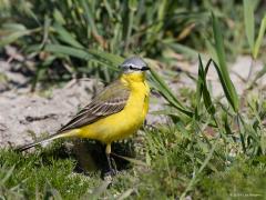 20190522 Gele kwikstaart Mijn vorige foto toonde alleen het kopje, hier de hele foto. Een typisch beeld, zo kun je in de afgelopen weken best veel gele kwikstaarten in bijvoorbeeld Zeeland tegen komen. Opzoek naar kevertjes, vliegjes etc. De gele kwikstaart is tegenwoordig vooral akkervogel. Hij bereikt de hoogste dichtheden in open akkerland op kleigronden, met name in Noord- en Zuidwest-Nederland en hier en daar in het rivierengebied en Flevoland. Eind maart verschijnen de eerste gele kwikstaarten. Tot ve