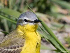 20190520 Gele kwikstaart Als je met de auto rond toert komt het heeel af en toe voor dat een leuke vogel niet erg bang is van die hoop staal. Als je dan de camera paraat hebt kun je dit soort close up's maken en veertjes gaan tellen.