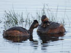 20170812 Geoorde fuut Volgens mij zijn de kleuters van de fuuten een van de meest happy kleuters van het vogelrijk. Lekker mee varen op de rug van pa of ma, lekker warm tussen die veren. En dan steeds van die snoepjes aangereikt krijgen als libellelarven. Ze zien er dan ook tevreden uit. Niet alleen tevreden maar zeker ook leuk met die kenmerkende tekening op hun koppies. Hier is volgens mij zo'n larve te zien.