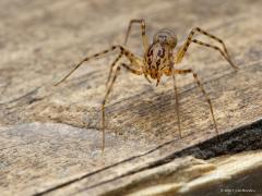 20170211 De getijgerde lijmspuiter (Scytodes thoracica) is één van de 2 soorten spinnen uit de familie lijmspuiters (Scytodidae) die in Nederland voorkomen. De spin wordt ongeveer 5 millimeter lang, de mannetjes blijven iets kleiner dan de vrouwtjes. Het nauwelijks behaarde kopborststuk is vergroot, het achterlijf is zichtbaar behaard. De kleur is lichtbruin, het achterlijf is door de zwarte beharing donkerder. De poten zijn donker gebandeerd, op het lichaam zijn onregelmatige donkere vlekken aanwezig