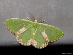 20170606 Gevlekte zomervlinder Ik fotografeerde deze vlinder in de nacht van 2 op 3 juni. Ze vliegen een maand of twee rond met een piek in juni. Door de wit met bruine vlekken op de groene vleugels valt de vlinder niet op tussen boomblaadjes, die vertonen namelijk ook best vaak foutjes aan de randen. Hier zit de vlinder echter op onze zinken daktrim, daarop komen de grote antennes van dit mannetje goed uit. De soort komt op de zandgronden in het binnenland best vaak voor. Hier in Klein Zundert ligt zowat d