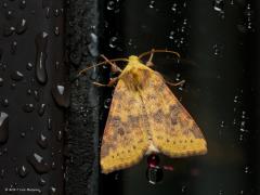 20170910 Gewone gouduil Ook als het een beetje regent kunnen nachtvlinders rond vliegen in het donker. Zo vond ik deze gewone gouduil in het donker op het raam in de buurt van de buitenlamp. Ik flits altijd om een foto te maken en zo merk je niet dat dit een nachtvlinder is die nachtactief is en op licht af komt. Het lijkt erop dat deze vlinder kan eten en drinken, ik zie namelijk een mooi rood druppeltje uitscheiding hangen aan zijn achterlijf. Er zijn ook meerdere nachtvlinders die als vlinder niet kunnen