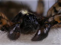 20180106 Gewone staartspin Dit ca. 6 mm grote spinnetje vond ik deze week op een stukje boomstam in de tuin, een typische plek waar je deze soort kunt aan treffen lees ik. Zijn beste kenmerk, een opvallend verlengd achterste spintepelpaar, waarnaar de naam refereert, is hier niet te zien. Wel de ook kenmerkende stand van de ogen. Met name die ogen wilde ik hier in beeld brengen. Geen gemakkelijke opgave, zwarte ogen op een zwart voorlichaam, het prosoma. Dan speelt daar ook altijd nog die hinderlijke reflec