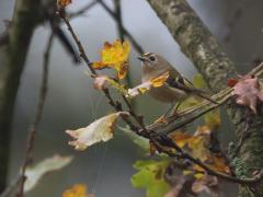 20131116 Goudhaantje