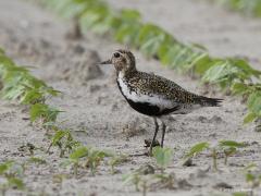 20170721 Goudplevier Niet in het Oosten maar in onze kustprovincies kun je het hele jaar door een goudplevier tegen komen. In de maanden juni en juli zie je ze het minst. Toch kwam ik deze vooraan in Zeeland tegen eind juli. In de winter kun je grote groepen zien die hier overwinteren. Hier heeft dit pleviertje, familie van de kievit, nog flink veel van het mooie broedkleed aan. Dat broedkleed is goudkleurig gespikkeld op de rug en kruin, met een zwarte buik, hals en kop en verder zwart tot aan het oog bij 